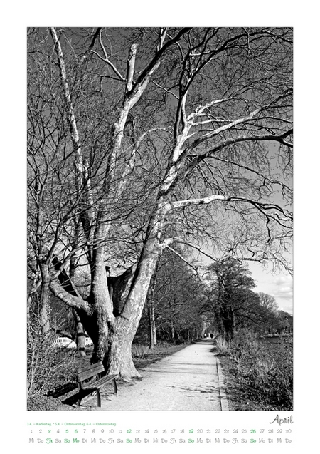 Kalender 2026 „Baumsichten"