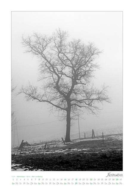 Kalender 2026 „Baumsichten"